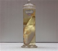 藏品(月尾兔頭魨)的圖片